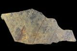 Pennsylvanian Fossil Fern Plate - Kinney Quarry, NM #80517-2